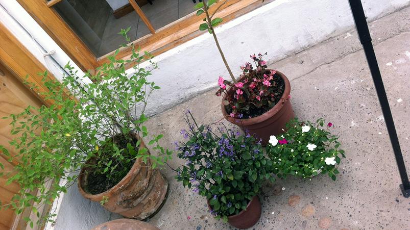 Flores ornamentales instaladas en el patio del Museo Histórico Gabriel González Videla.