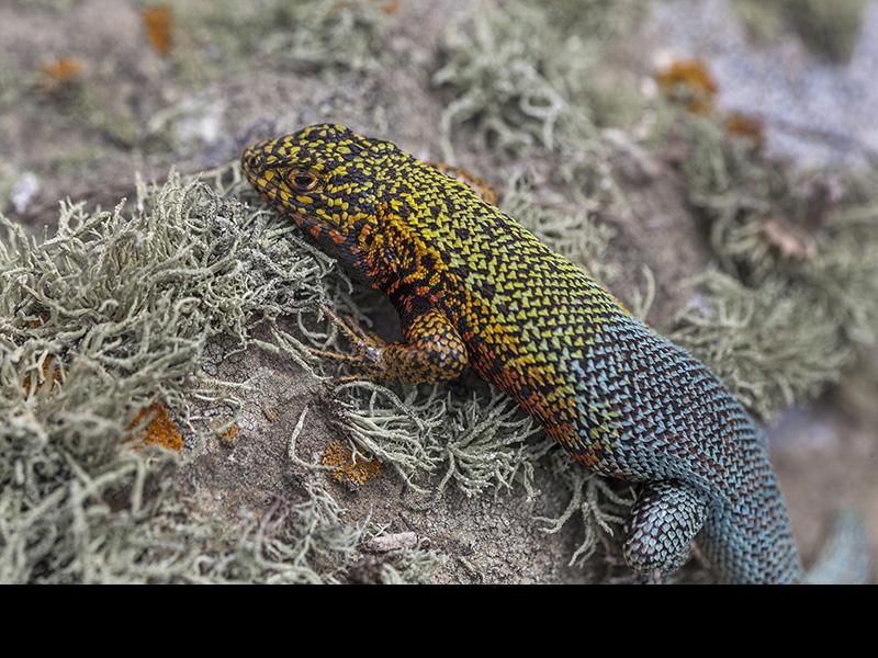 Fotografía de Alberto Castex de Lagarto de Zapallar