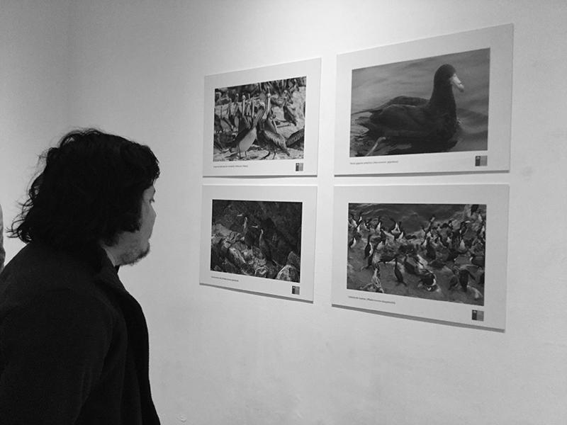 Fermín M.Alfaro, biólogo, apreciando las fotografías de &amp;quot;Habitantes Insulares&amp;quot;