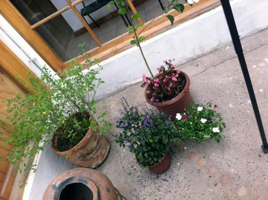 Flores ornamentales instaladas en el patio del Museo Histórico Gabriel González Videla.