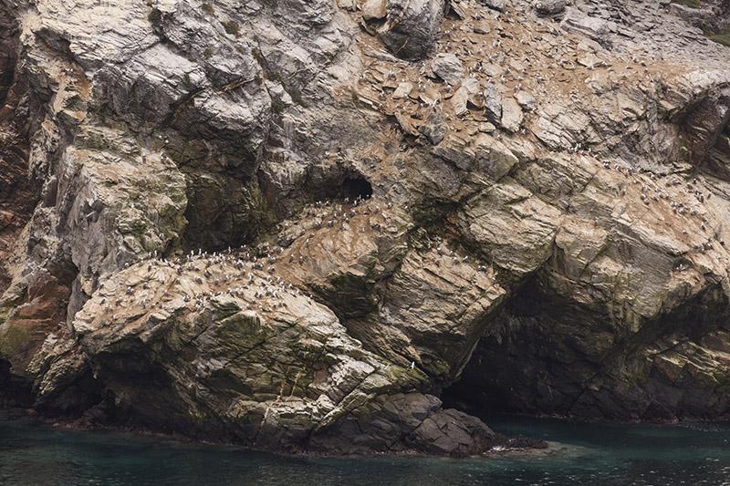 Fotografía de Alberto Castex de colonia de Piqueros