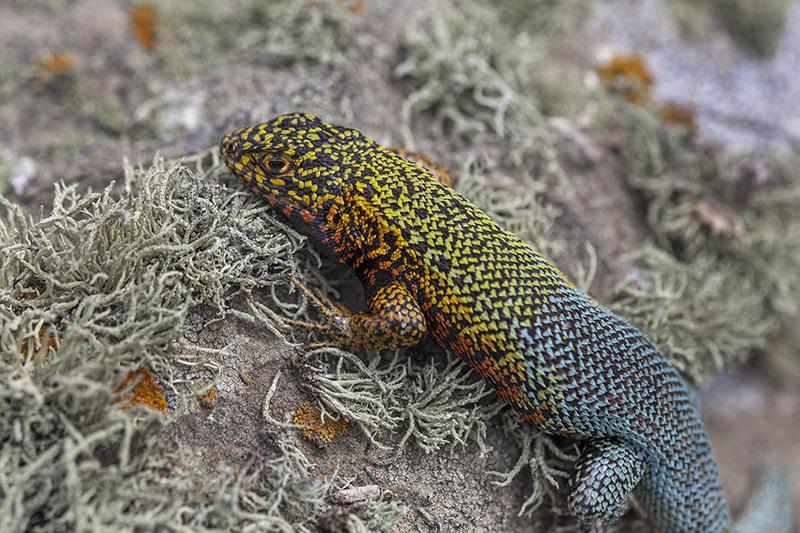 Fotografía de Alberto Castex de Lagarto de Zapallar