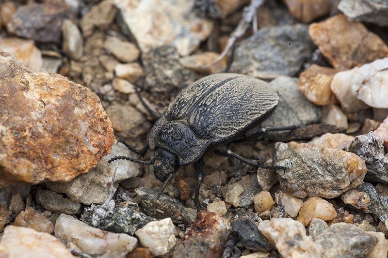 Fotografía de Alberto Castex de Vaquita de Isla de Choros