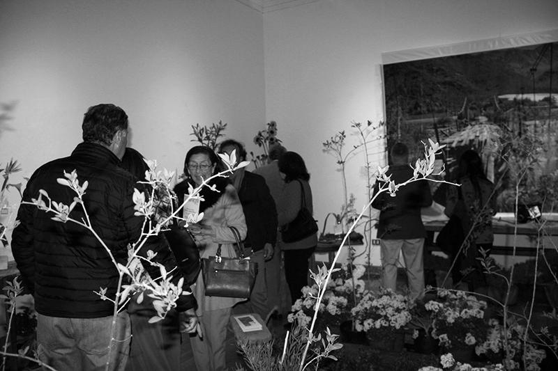 Vista a la exposición del Club de Jardines de La Serena.