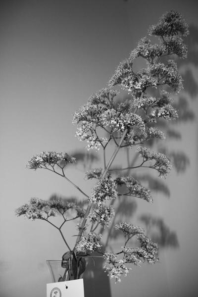 Flor &quot;Sanguinaria&quot; en la exposición del Club de Jardines de La Serena.