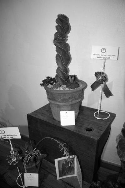 Cactáceas en la exposición del Club de Jardines de La Serena.